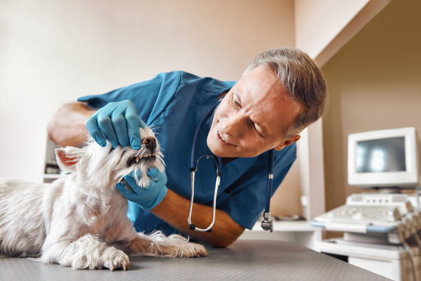 Best Emergency Root Canal Treatment in Swansea, IL